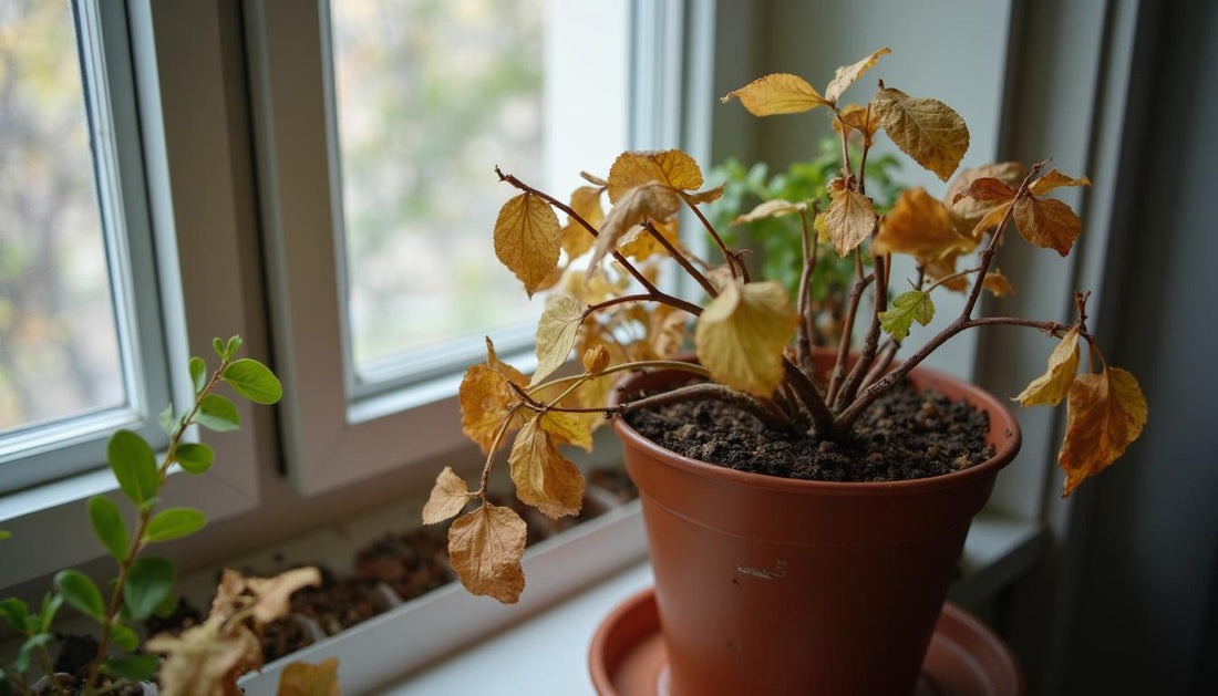 Heizung unter dem Fenster – deine Pflanze schwitzt und friert gleichzeitig