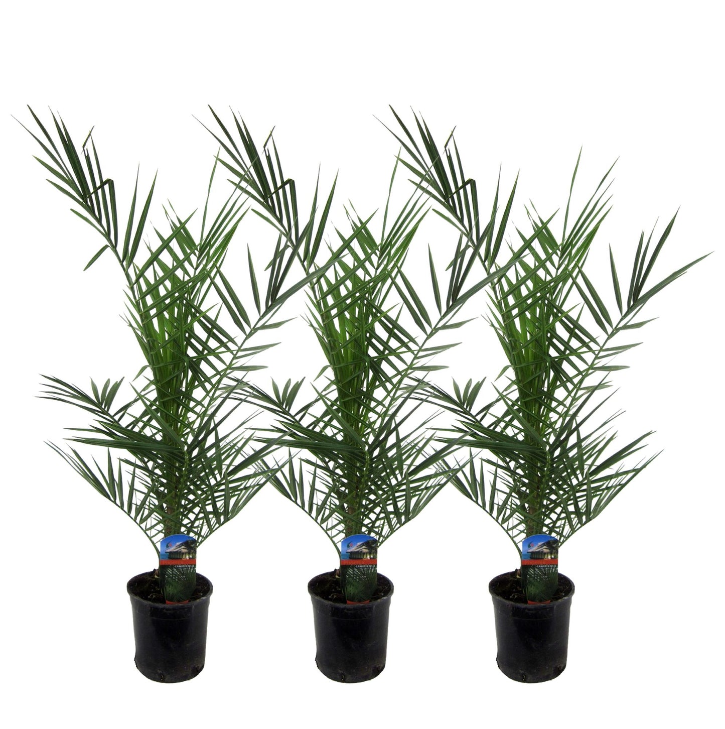 3x - Phoenix Canariensis - ↕80 cm - Ø15 cm