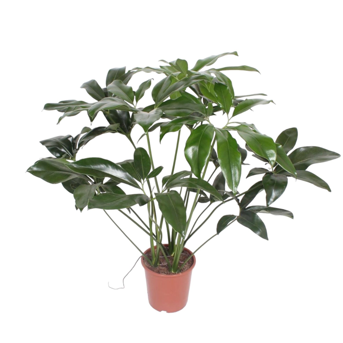 Philodendron Green Wonder - 120 cm - Ø24 cm