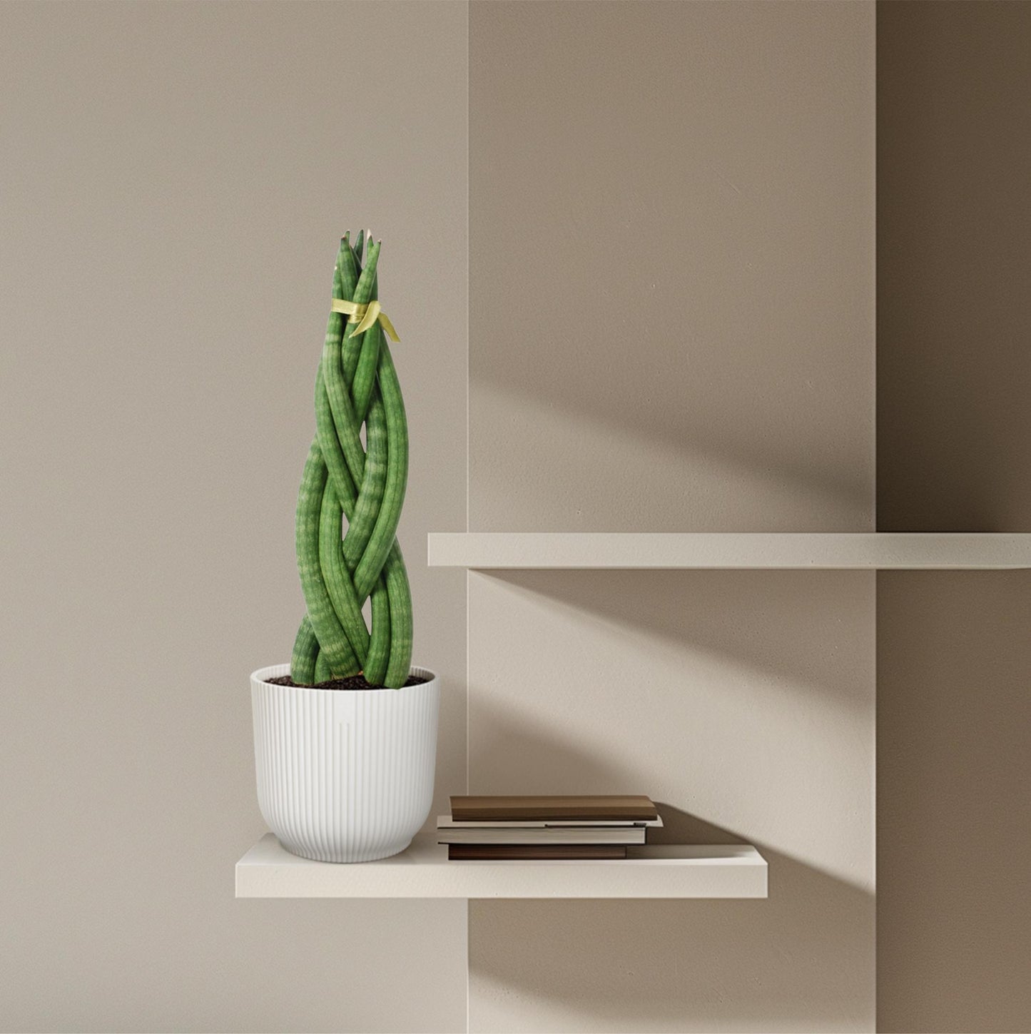 Sansevieria Cylindrica 'Twist' - 40 cm - Ø10,5 cm