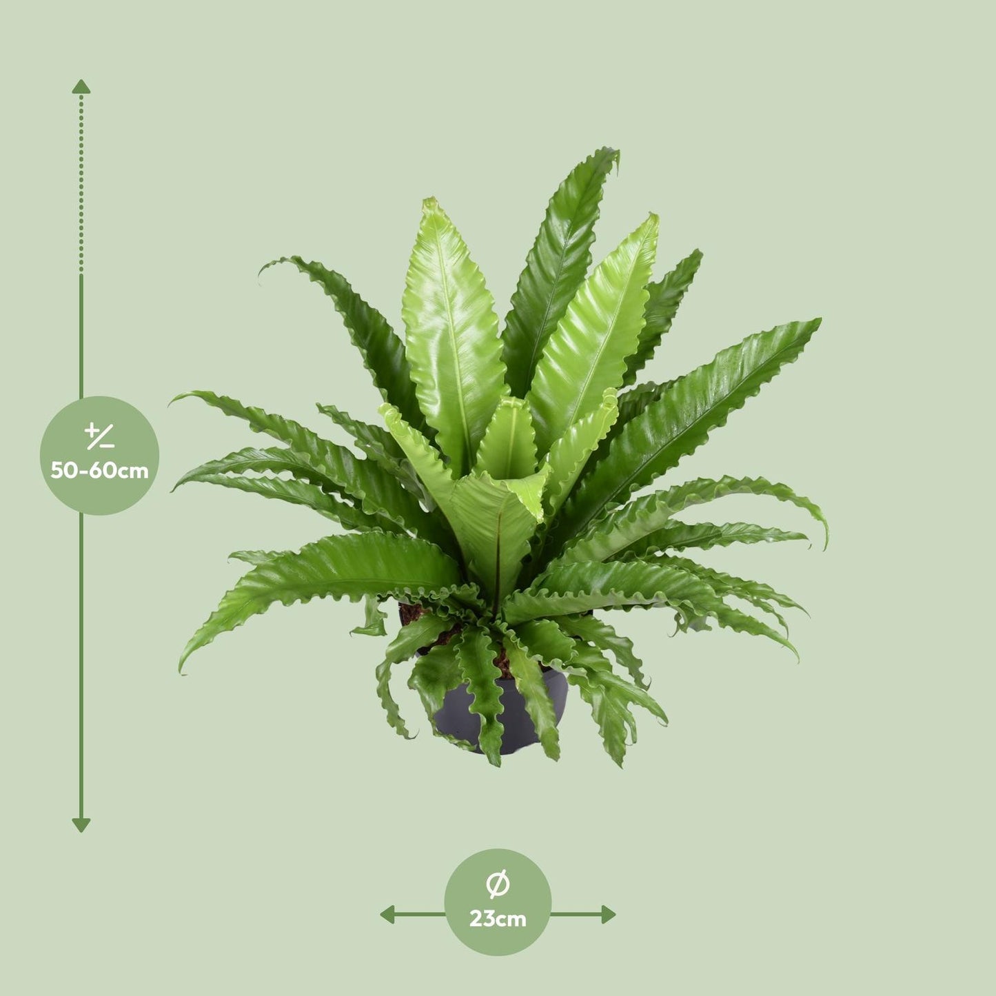 Asplenium Antiquum (Nestfarn) Osaka - Ø23 cm - ↕60 cm