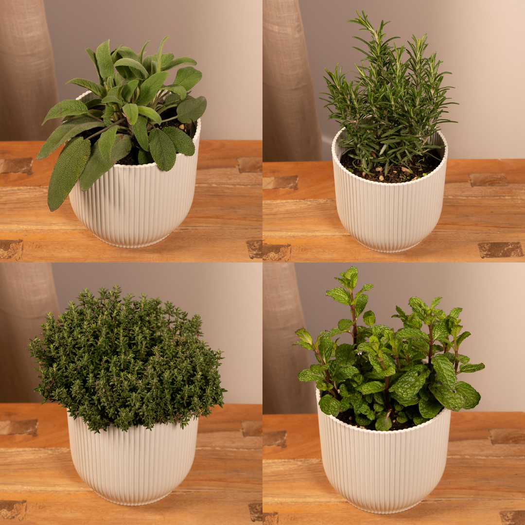 Gartenkräutermischung - 4 Stück - 14 cm - 18 cm