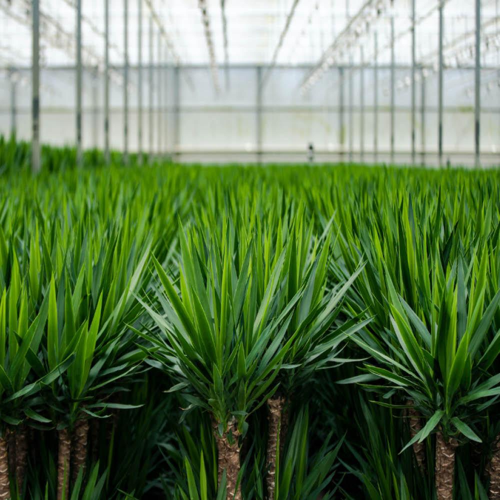 2x Yucca - ↕90 cm - Ø17 cm