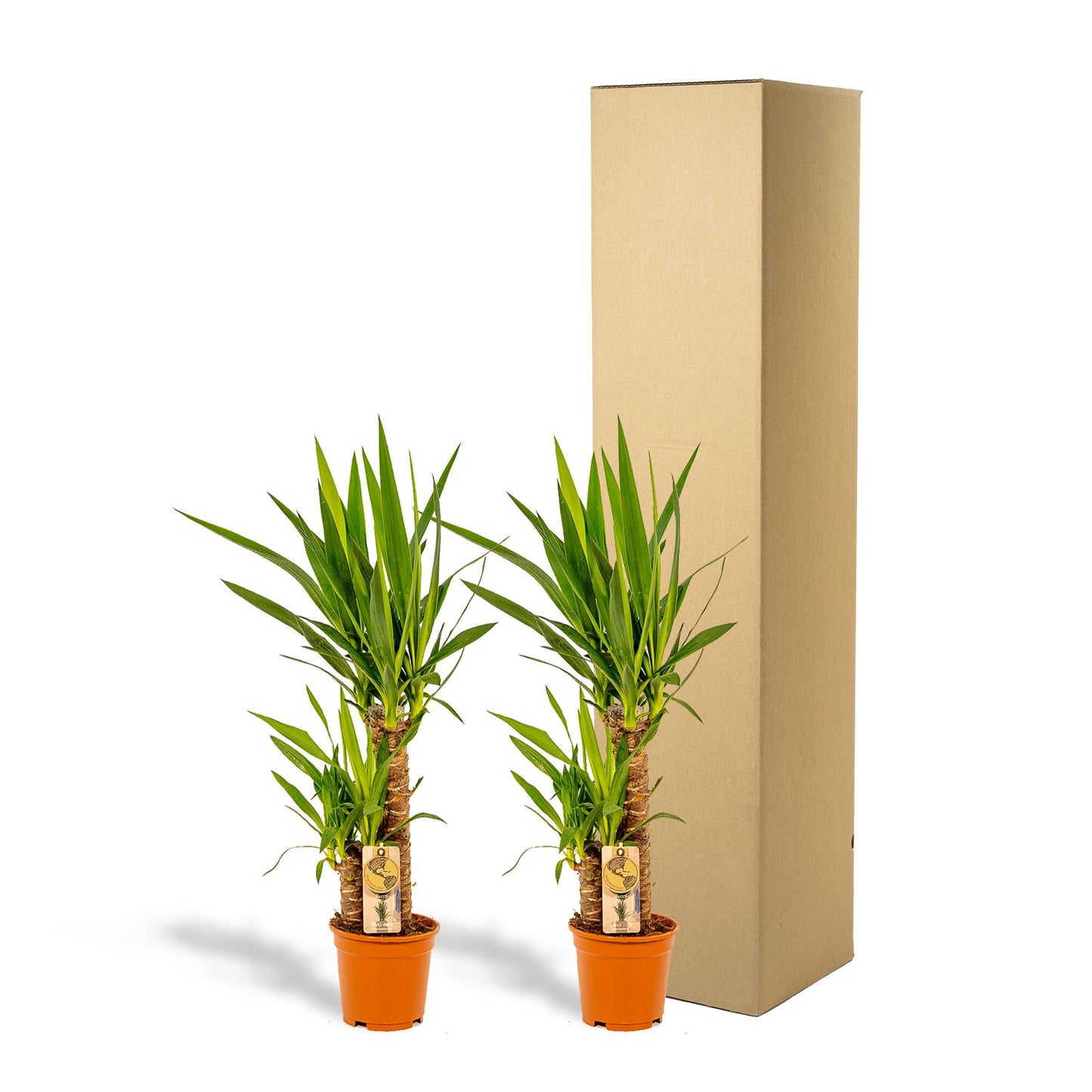 2x Yucca - ↕90 cm - Ø17 cm
