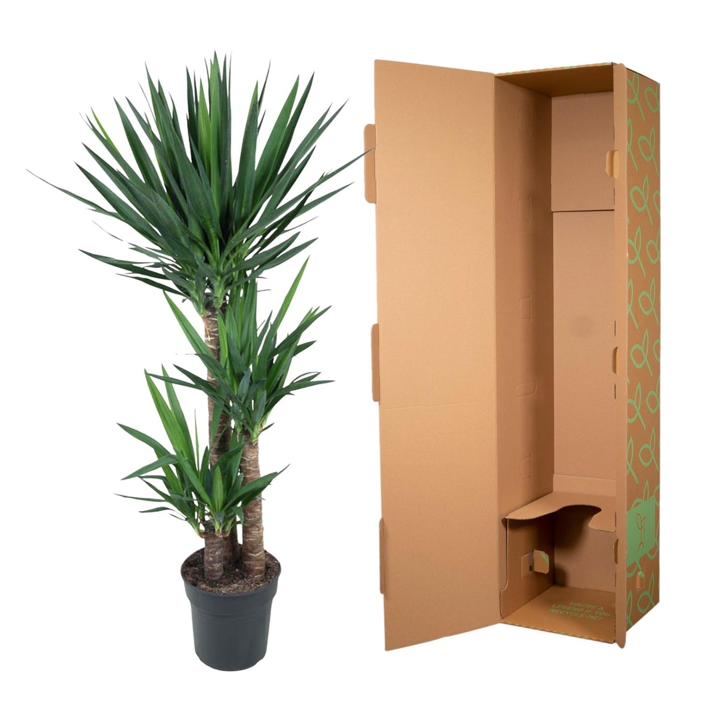 Yucca Elephantipe - 140 cm - Ø27 cm