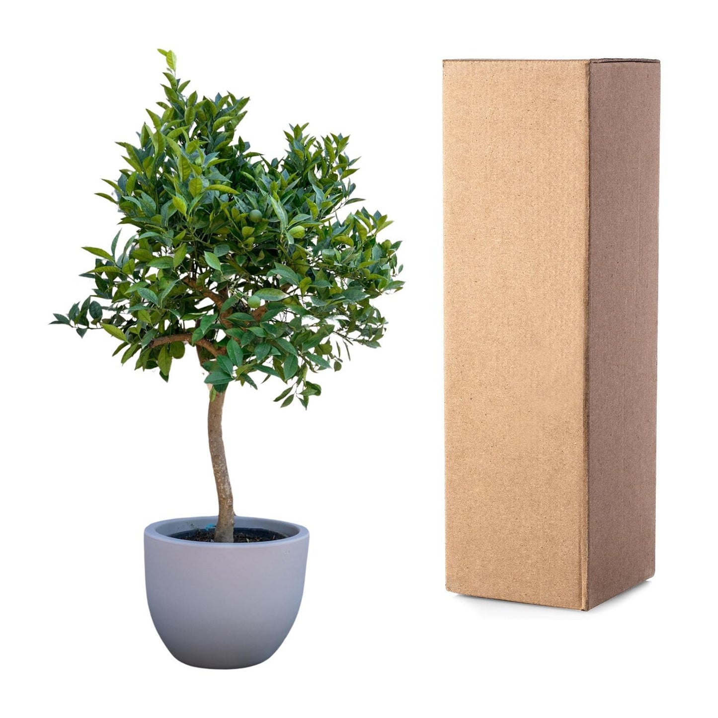 Orangenbaum - 200 cm - Ø40 cm