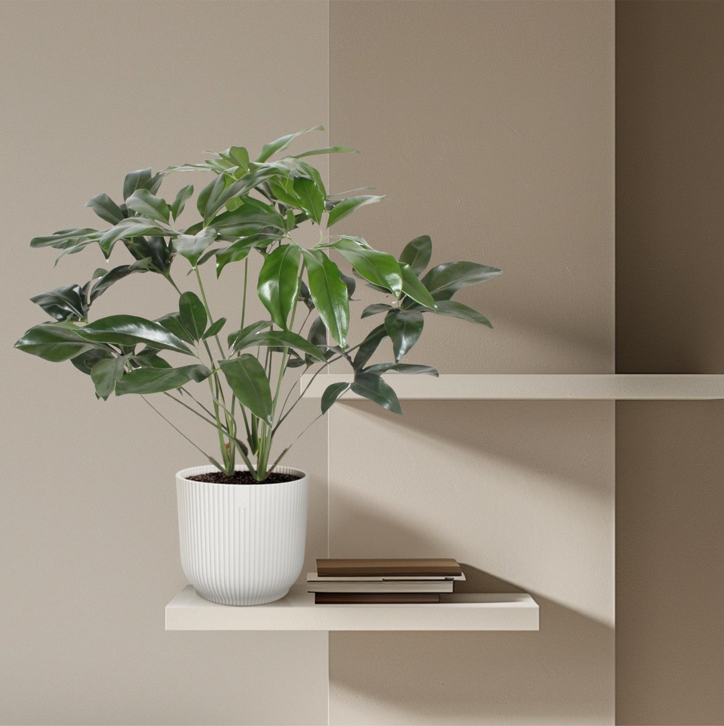 Philodendron Green Wonder - 120 cm - Ø24 cm