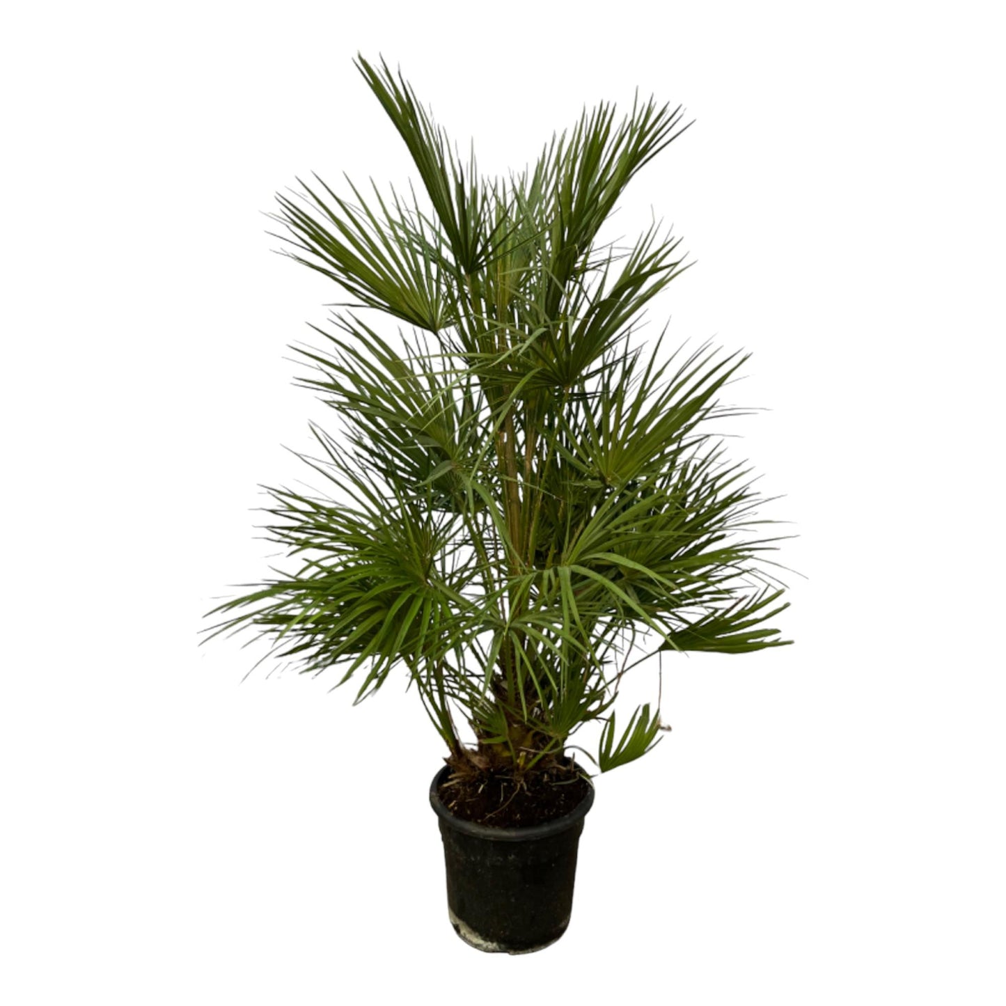 Chamaerops Humilis - 130 cm - Ø24 cm