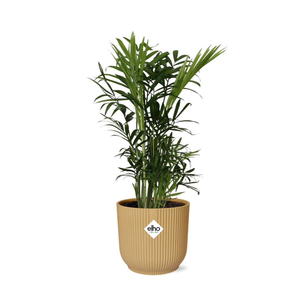 Chamaedorea Elegans in Elho Vibes Fold Ø14 cm gelb