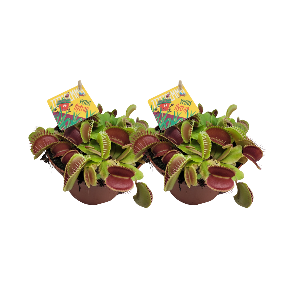 Dionaea Muscipula (Venusfliegenfalle) - 2 Stück - Ø12 cm - ↕12 cm