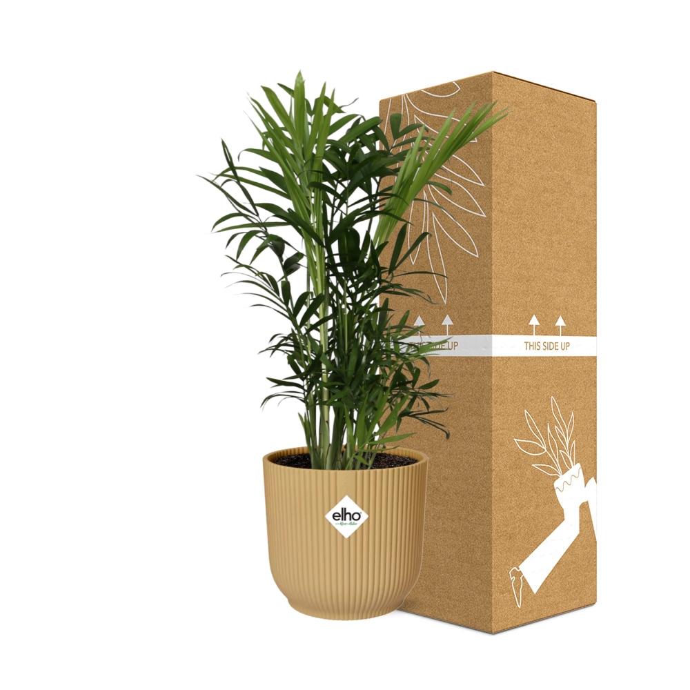 Chamaedorea Elegans in Elho Vibes Fold Ø14 cm gelb