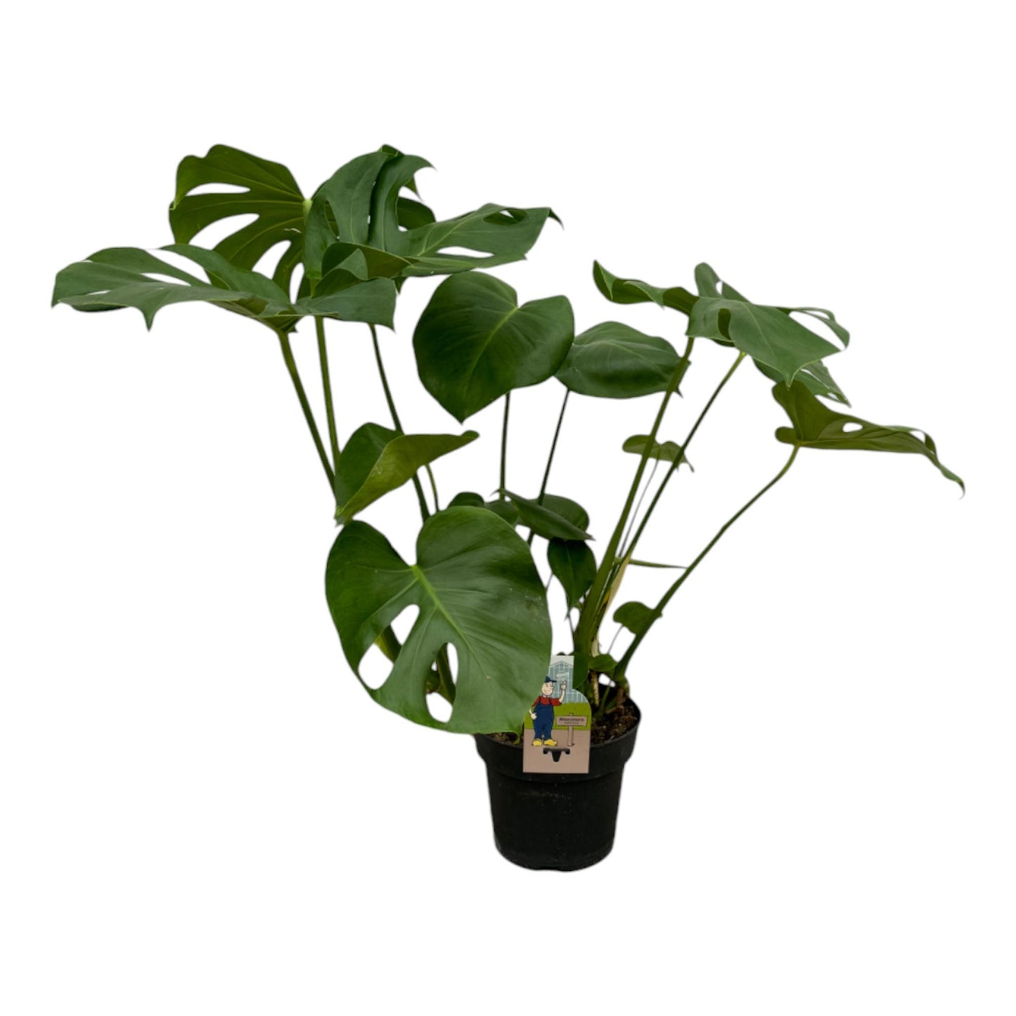 Monstera Deliciosa - 75 cm - Ø21 cm