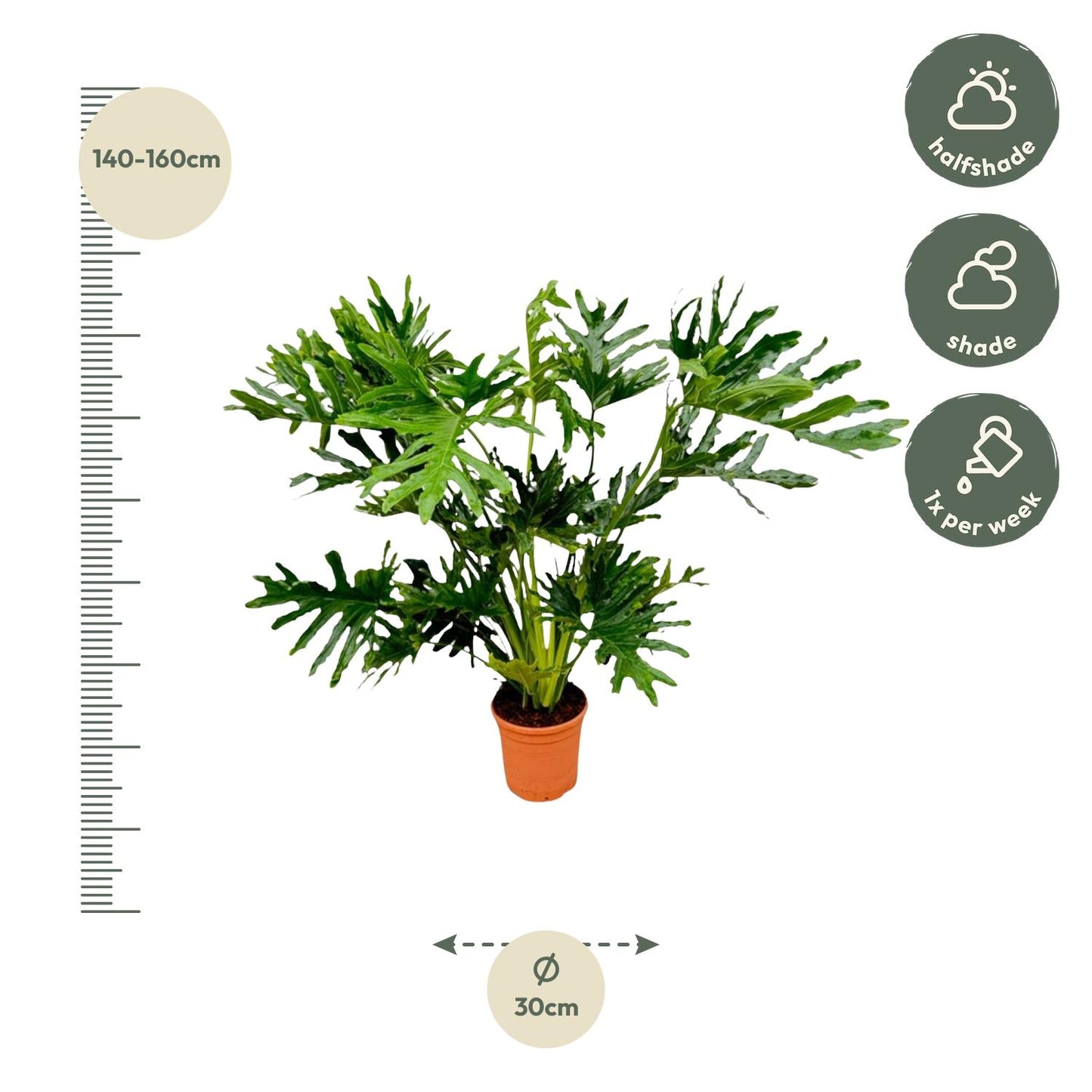 Philodendron Selloum - 120 cm - Ø27 cm