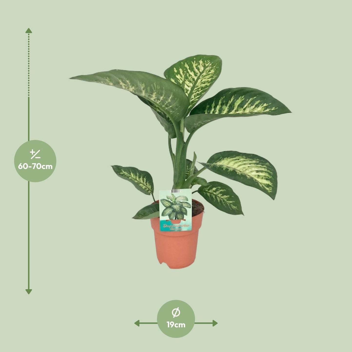 Dieffenbachia Seguine Tropic Snow - 19 cm - 70 cm
