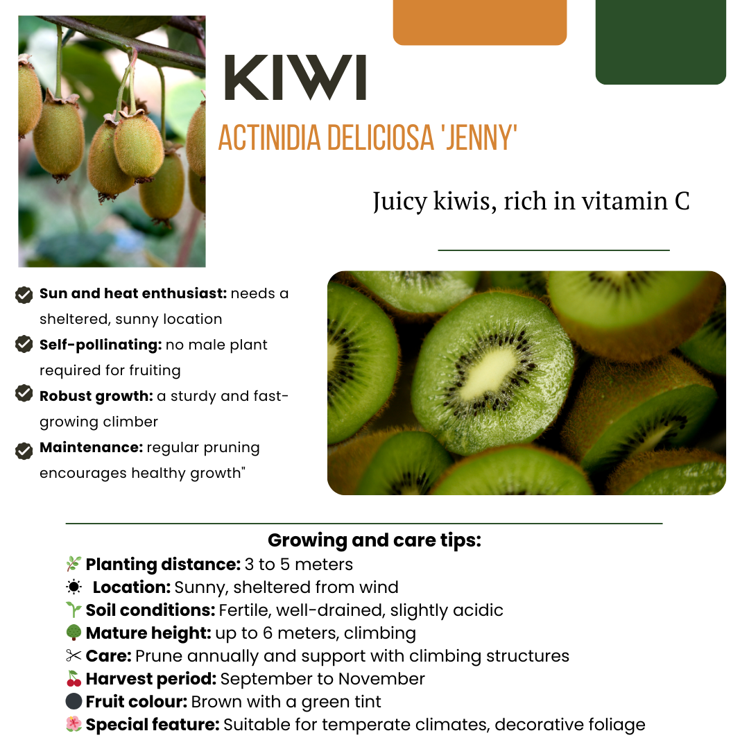 6x - Actinidia Deliciosa - Biologische selbstbestäubende Kiwi-Pflanzen - Ø 13 cm - ↕20 cm