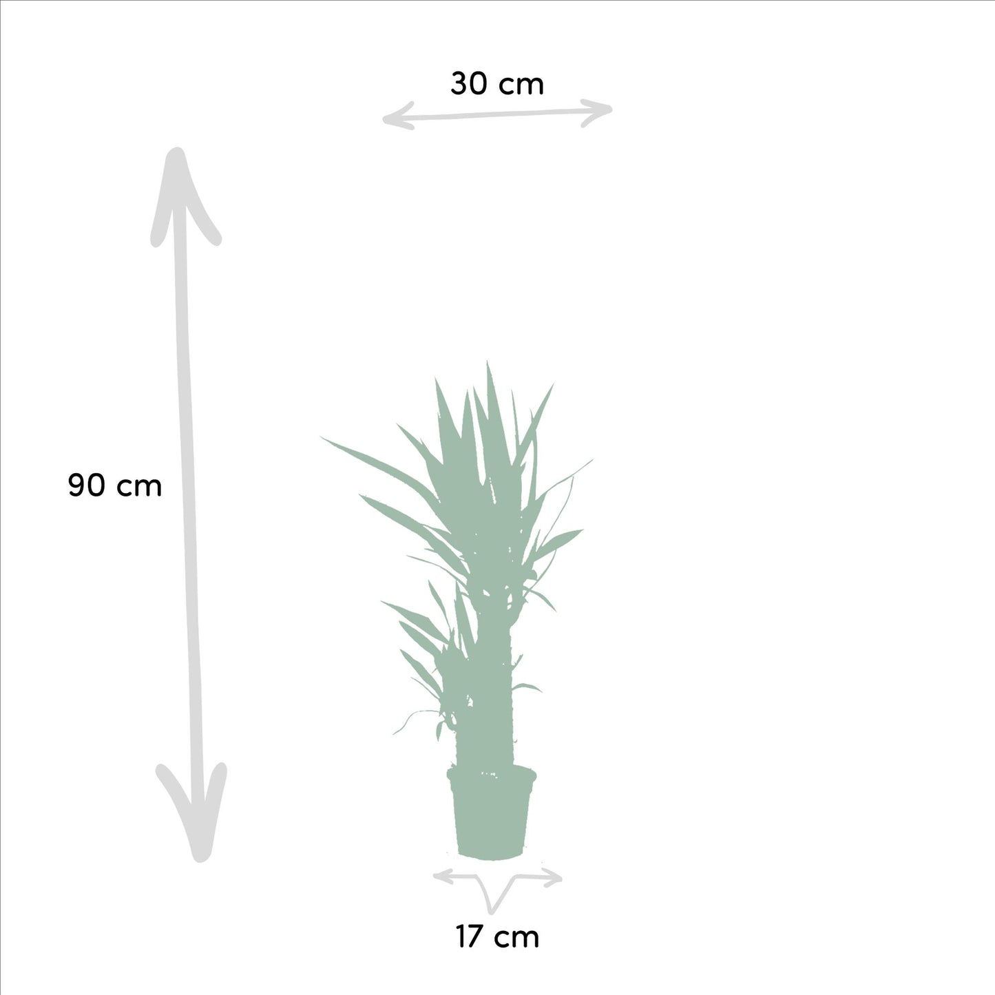 2x Yucca - ↕90 cm - Ø17 cm