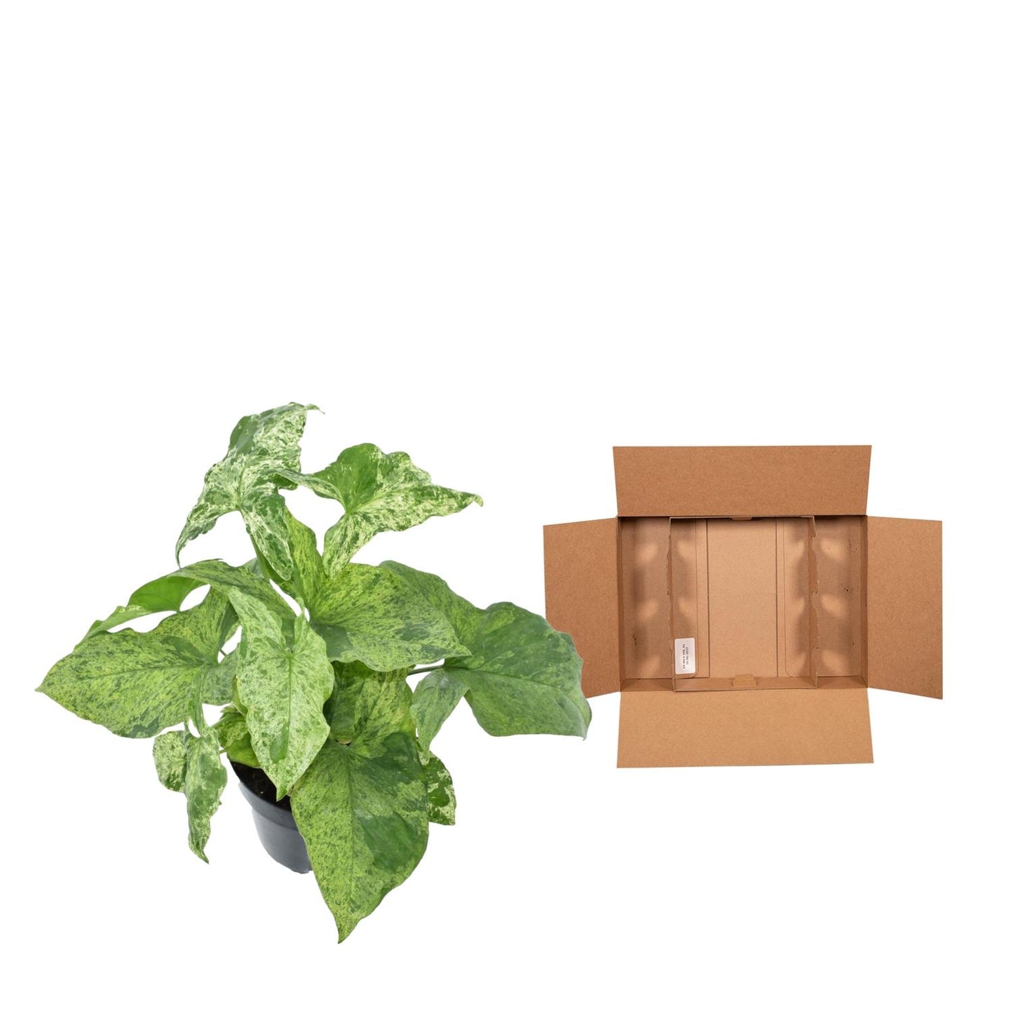 Syngonium Mottled - 25 cm - Ø12 cm