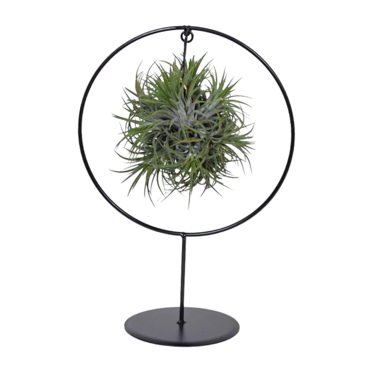 Tillandsia Ring-Mix - Ø15 cm - ↕35 cm
