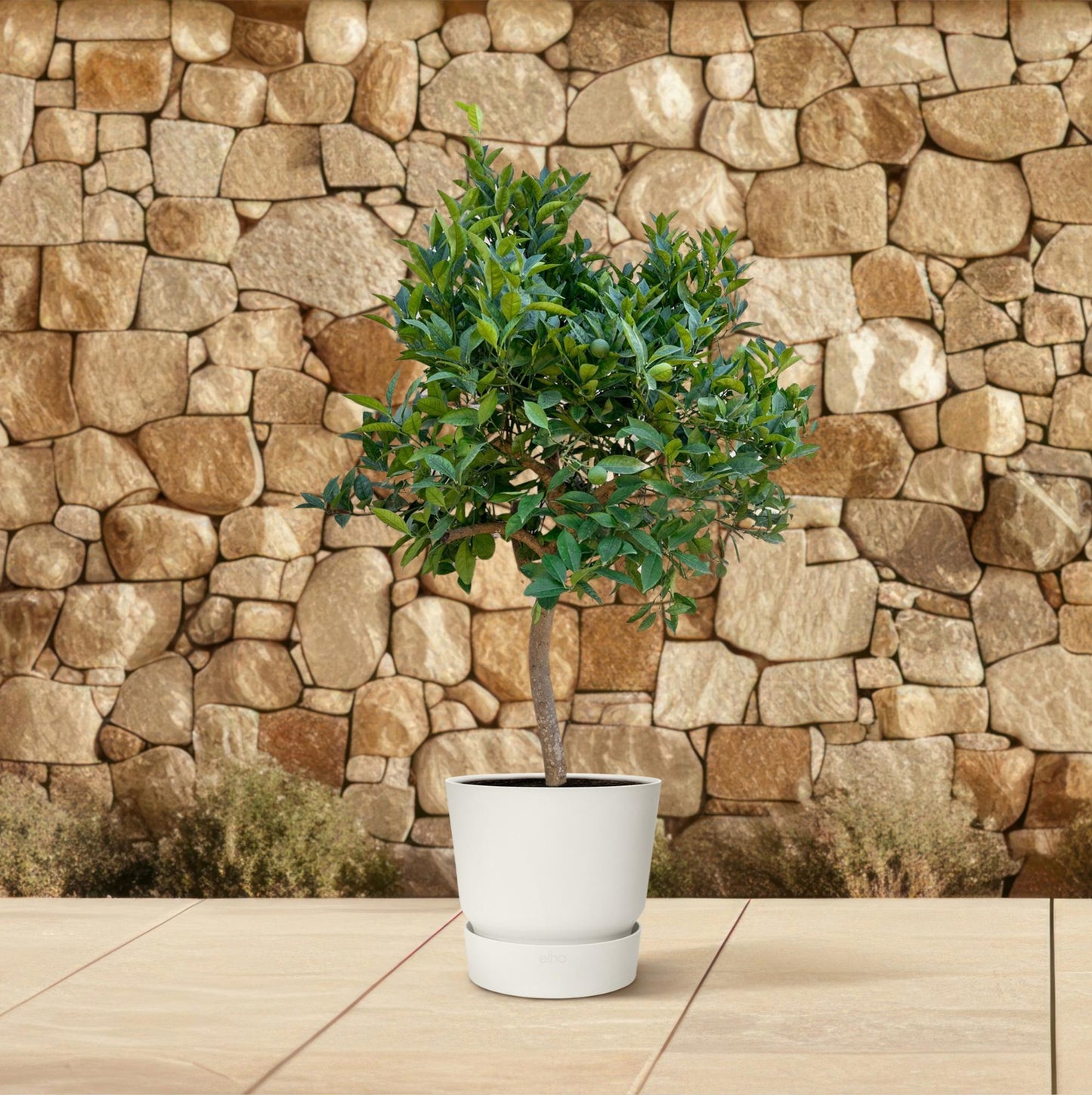 Orangenbaum - 200 cm - Ø40 cm