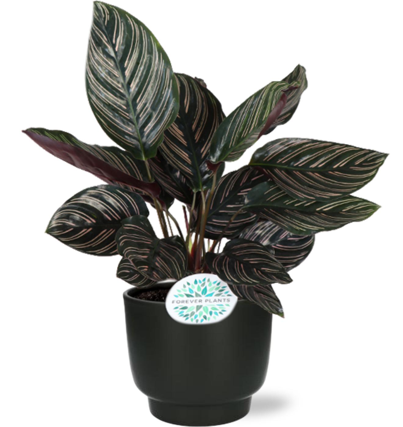 Calathea Ornata - Ø14 cm - ↕50 cm inkl. Topf D15x13 cm - Schwarz