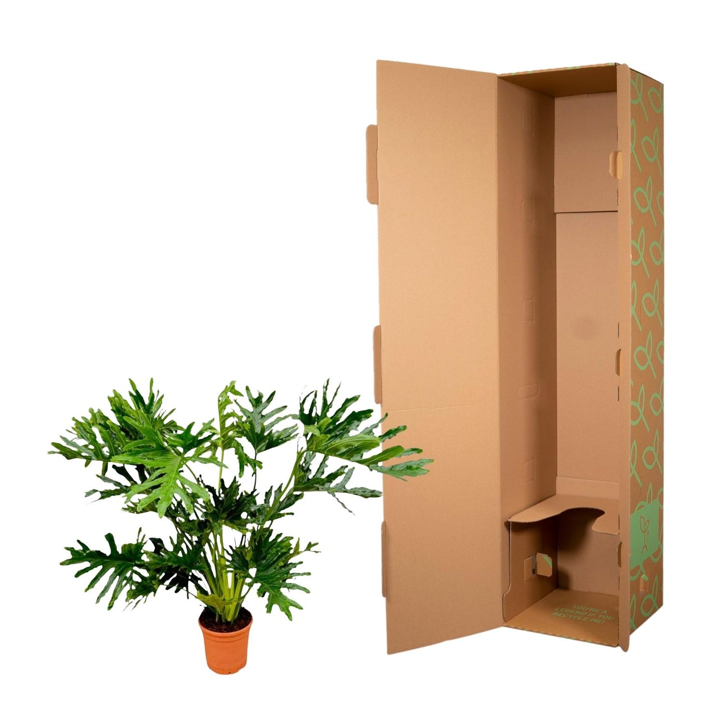 Philodendron Selloum - 120 cm - Ø27 cm