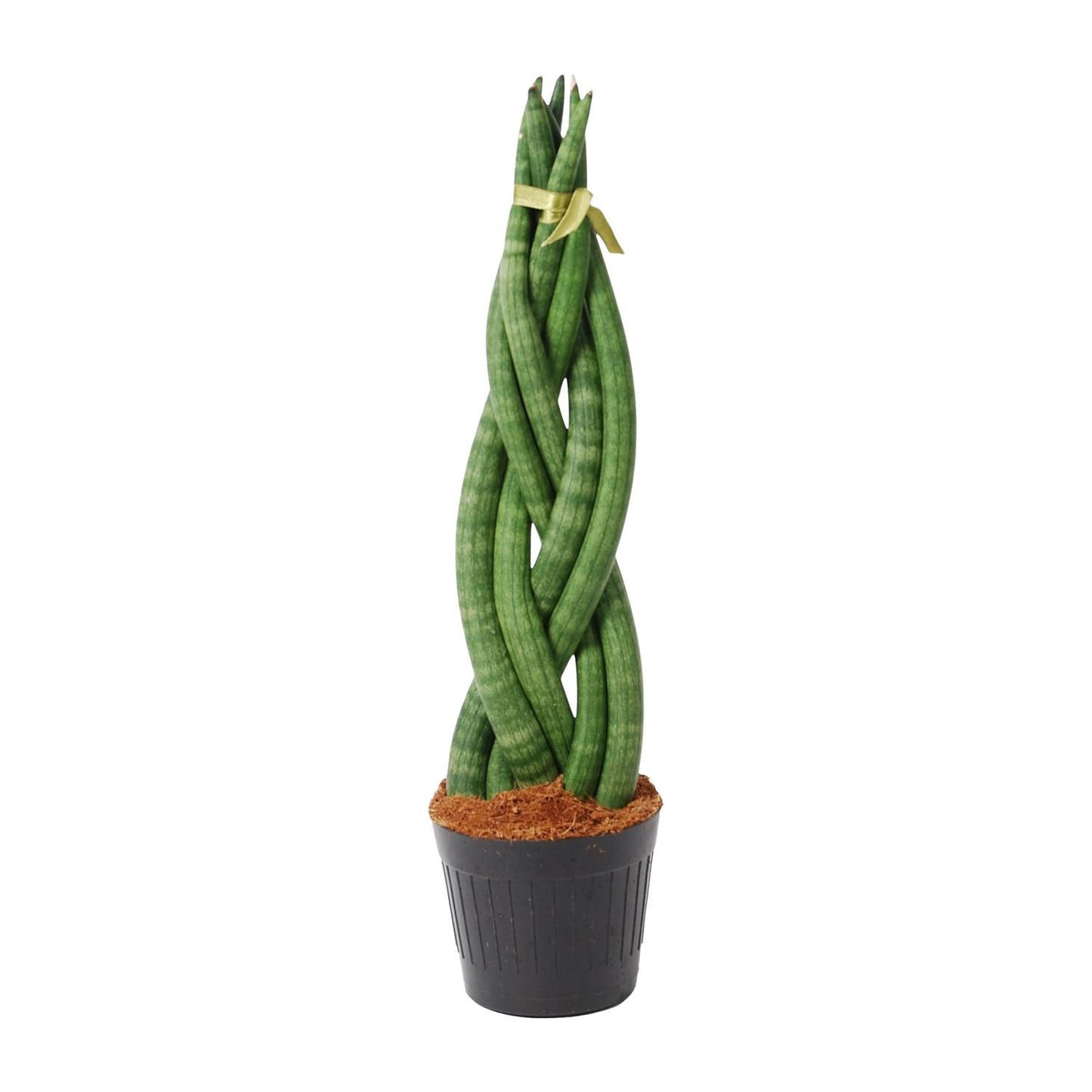 Sansevieria Cylindrica 'Twist' - 40 cm - Ø10,5 cm