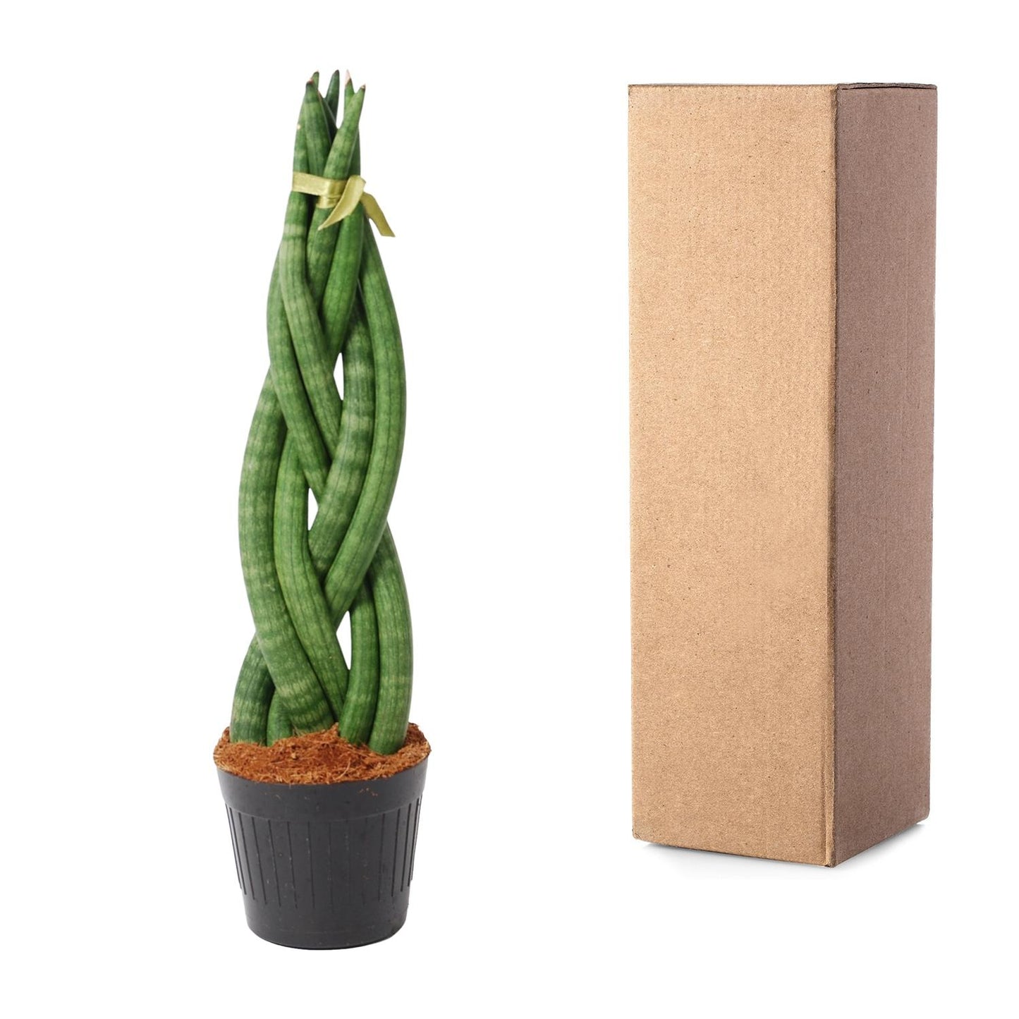 Sansevieria Cylindrica 'Twist' - 40 cm - Ø10,5 cm