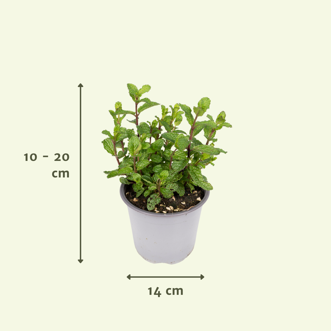 Gartenkräutermischung - 4 Stück - 14 cm - 18 cm