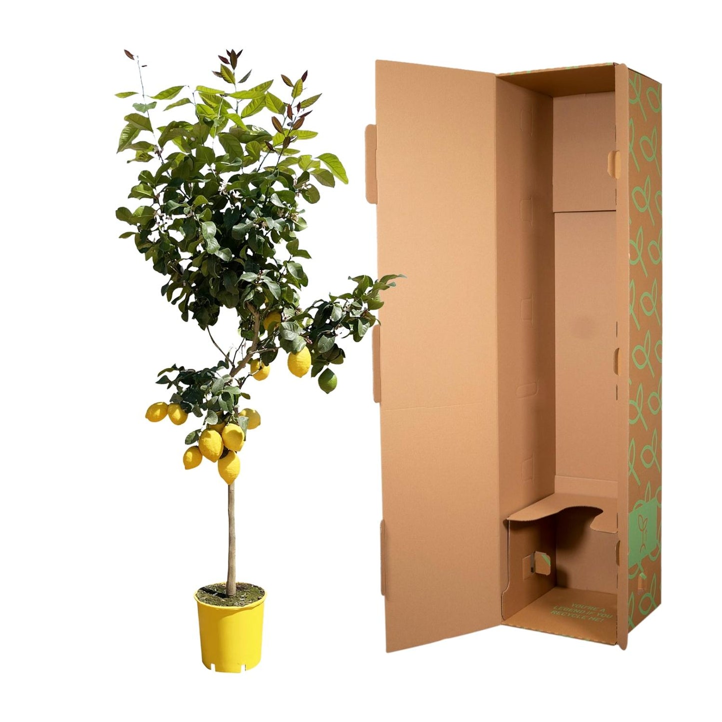 Zitronenbaum - ↕150 cm - Ø24