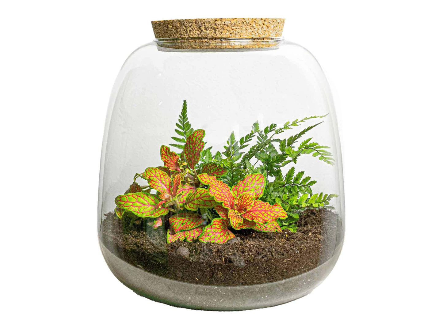 Pflanzen-Terrarium - Emma Mini - DIY-Set - 20 cm - 19 cm - Fittonia Ruby Lime