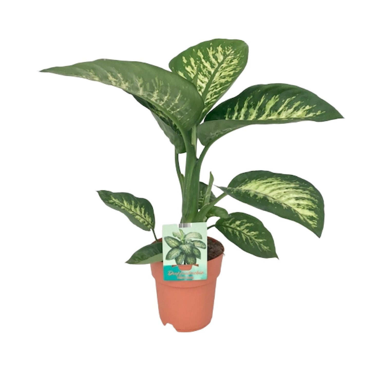 Dieffenbachia Seguine Tropic Snow - 19 cm - 70 cm