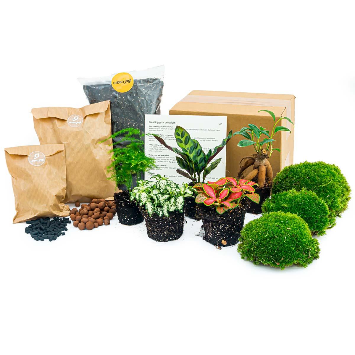 Pflanzen-Terrarium-Paket - Lancifolia - Bonsai - Asparagus - 5 Pflanzen - Nachfüllung & Starter-Set - DIY