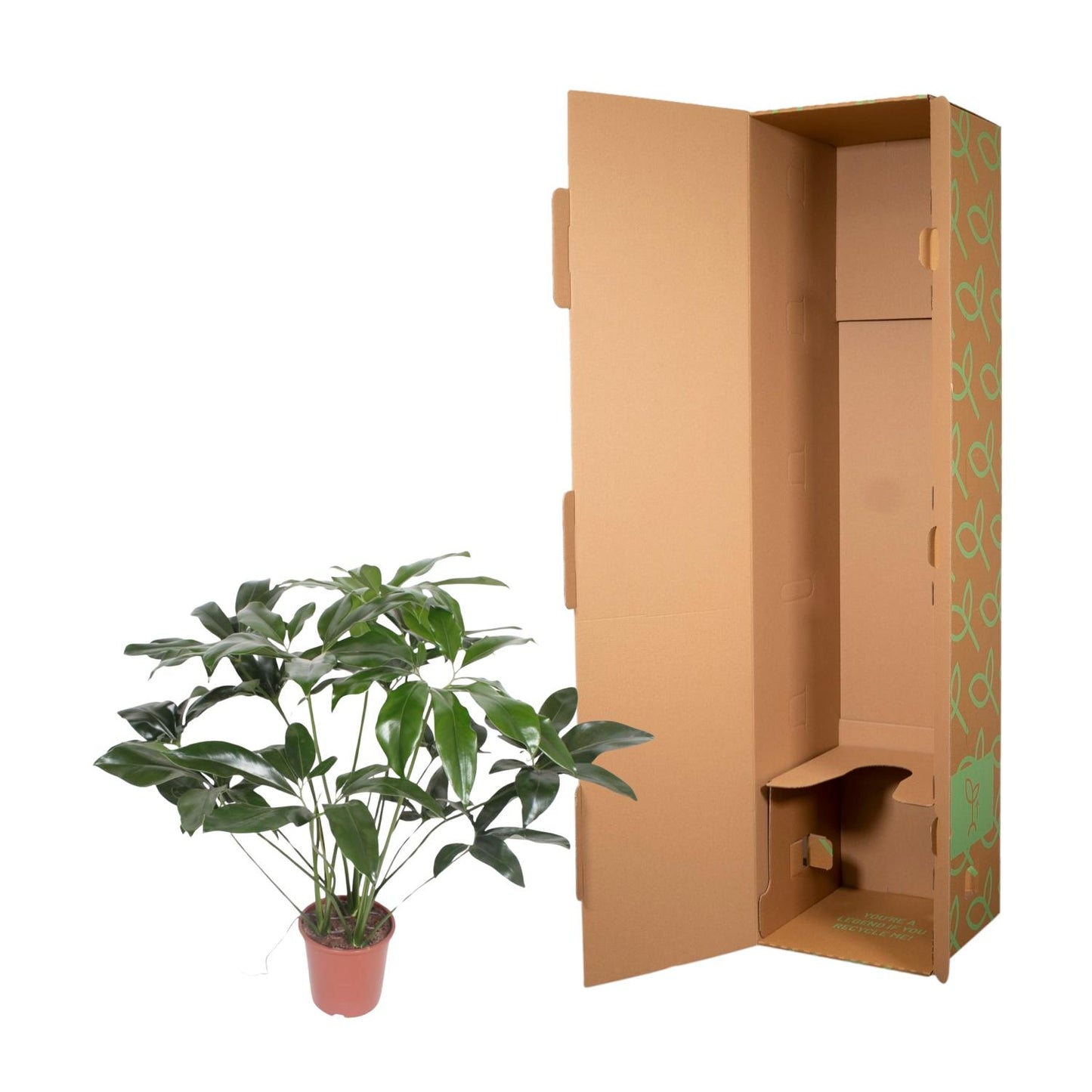 Philodendron Green Wonder - 120 cm - Ø24 cm