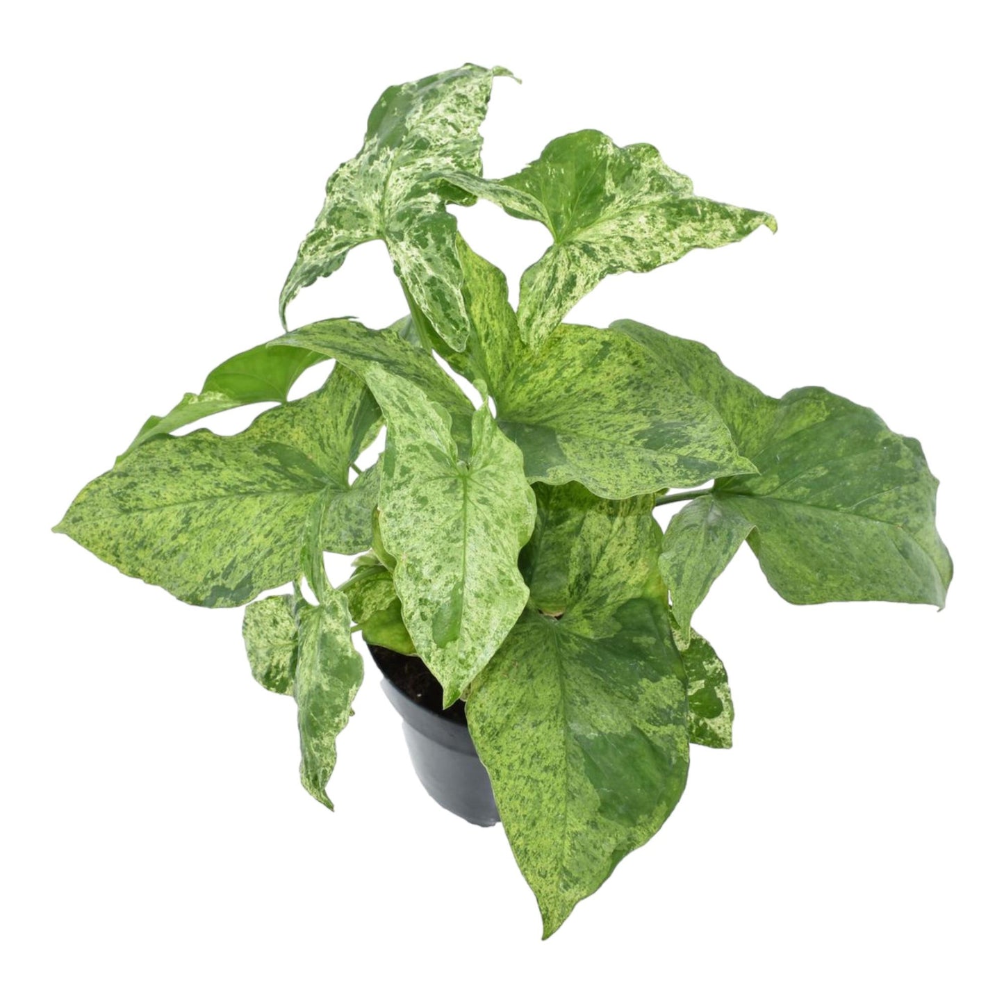 Syngonium Mottled - 25 cm - Ø12 cm