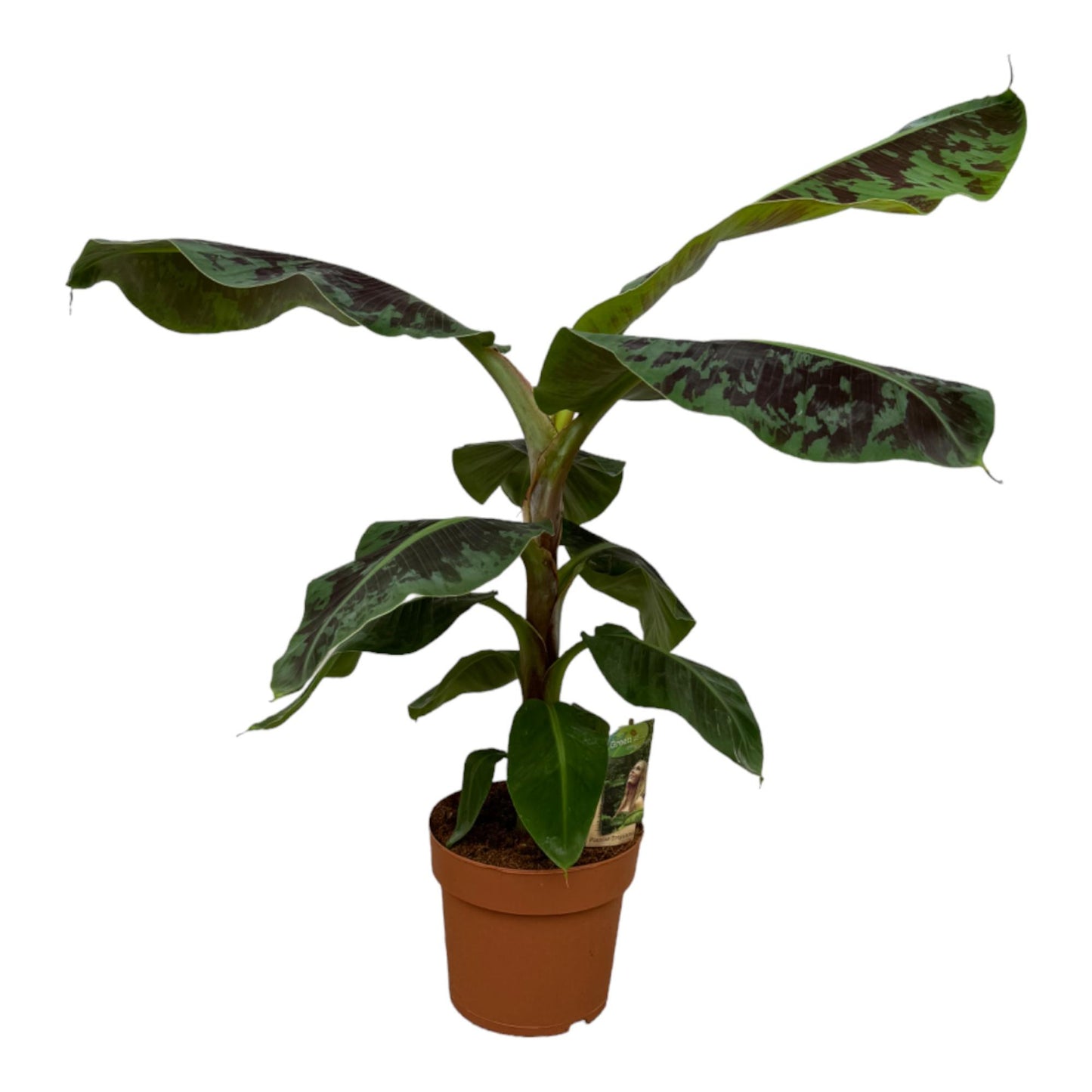 Musa (Bananenpflanze) - 80 cm - Ø21 cm