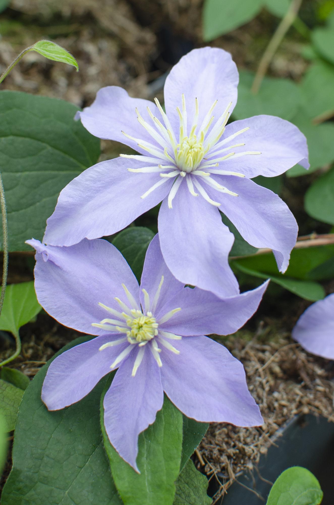 3x - Clematis Justa - ↕65cm - Ø15