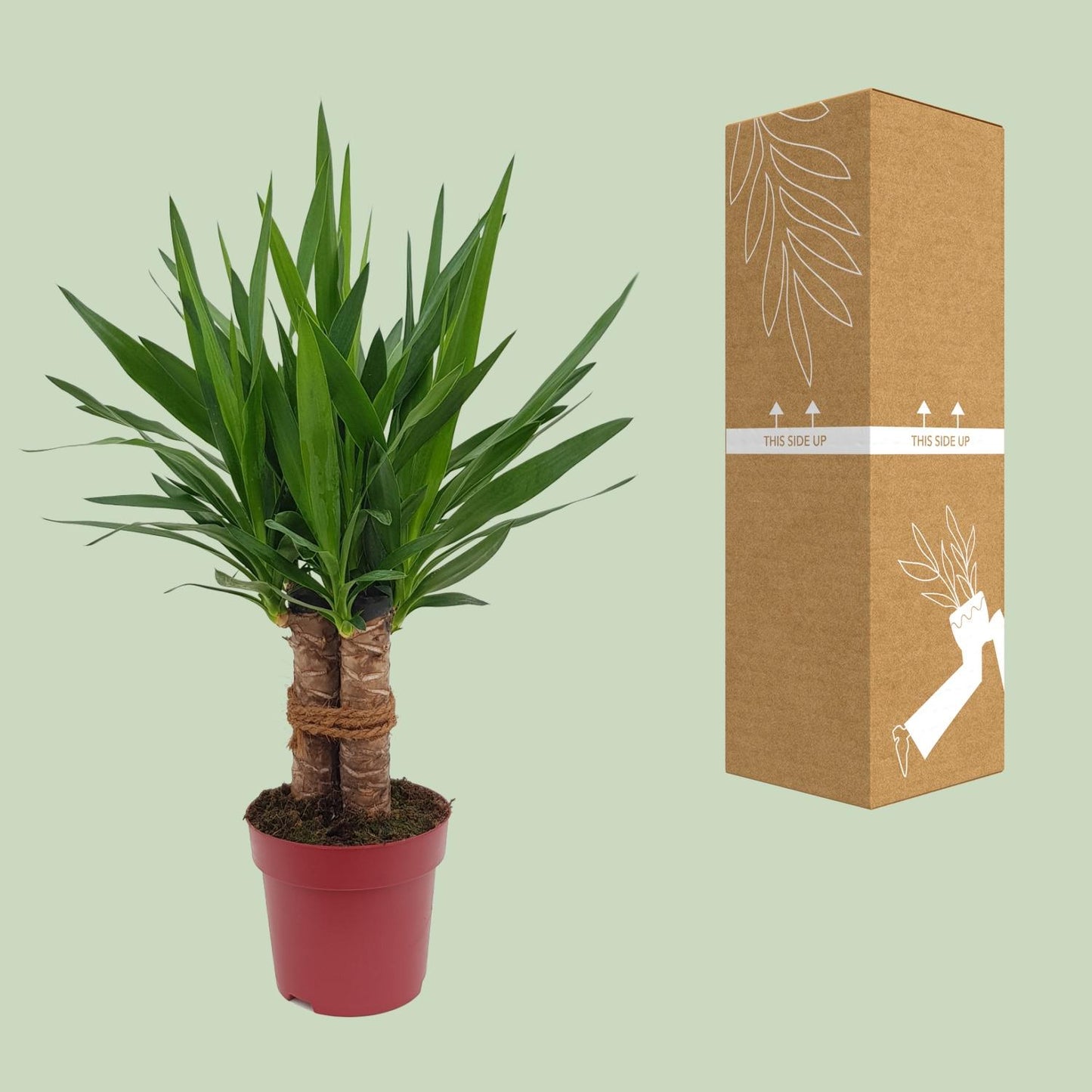 Yucca "Tres Cañas" 30 Stamm P19 - Ø19 cm - ↕70 cm