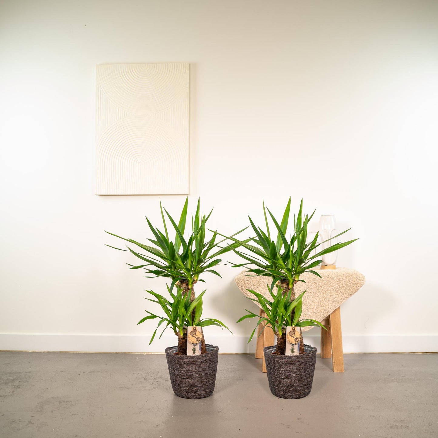 2x Yucca - ↕90 cm - Ø17 cm