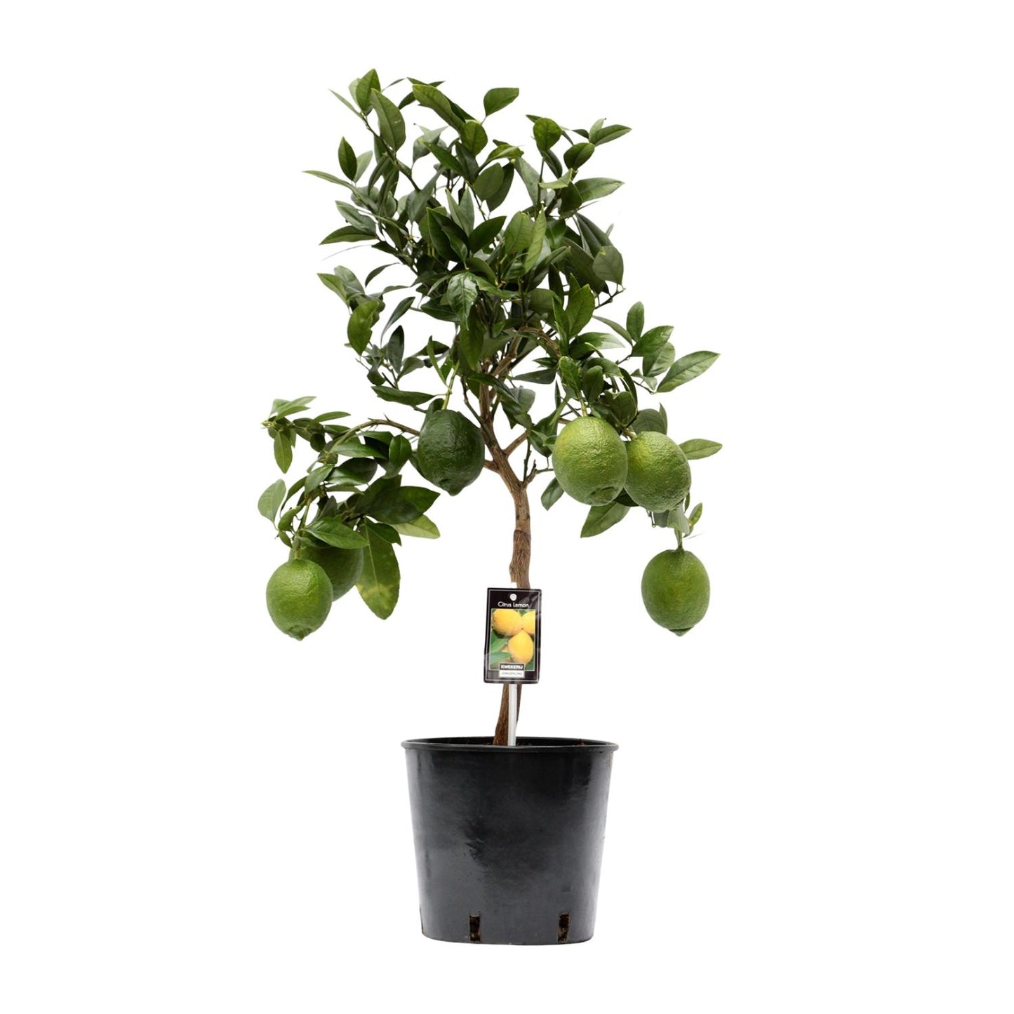Citrus Lemon - Ø22 cm - ↕80 cm