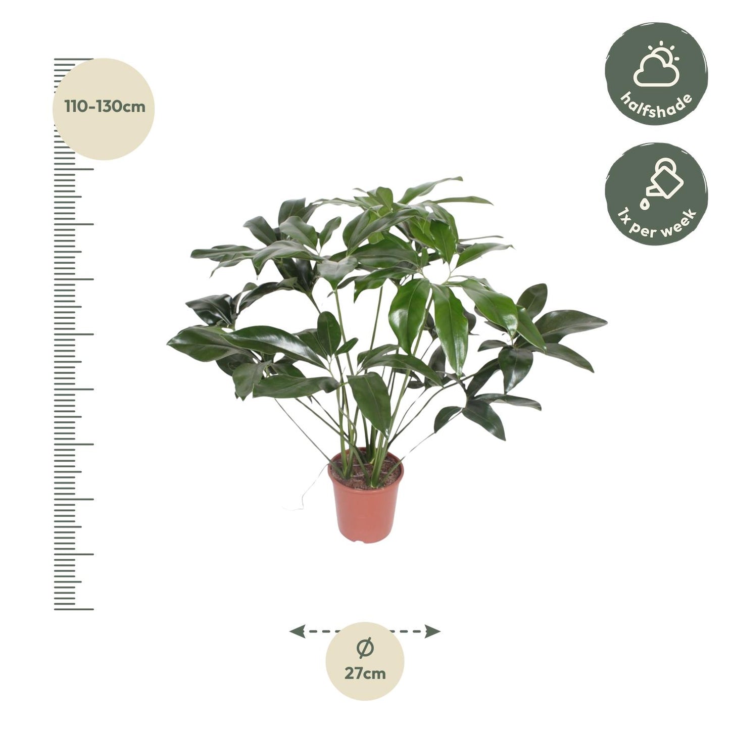 Philodendron Green Wonder - 120 cm - Ø24 cm