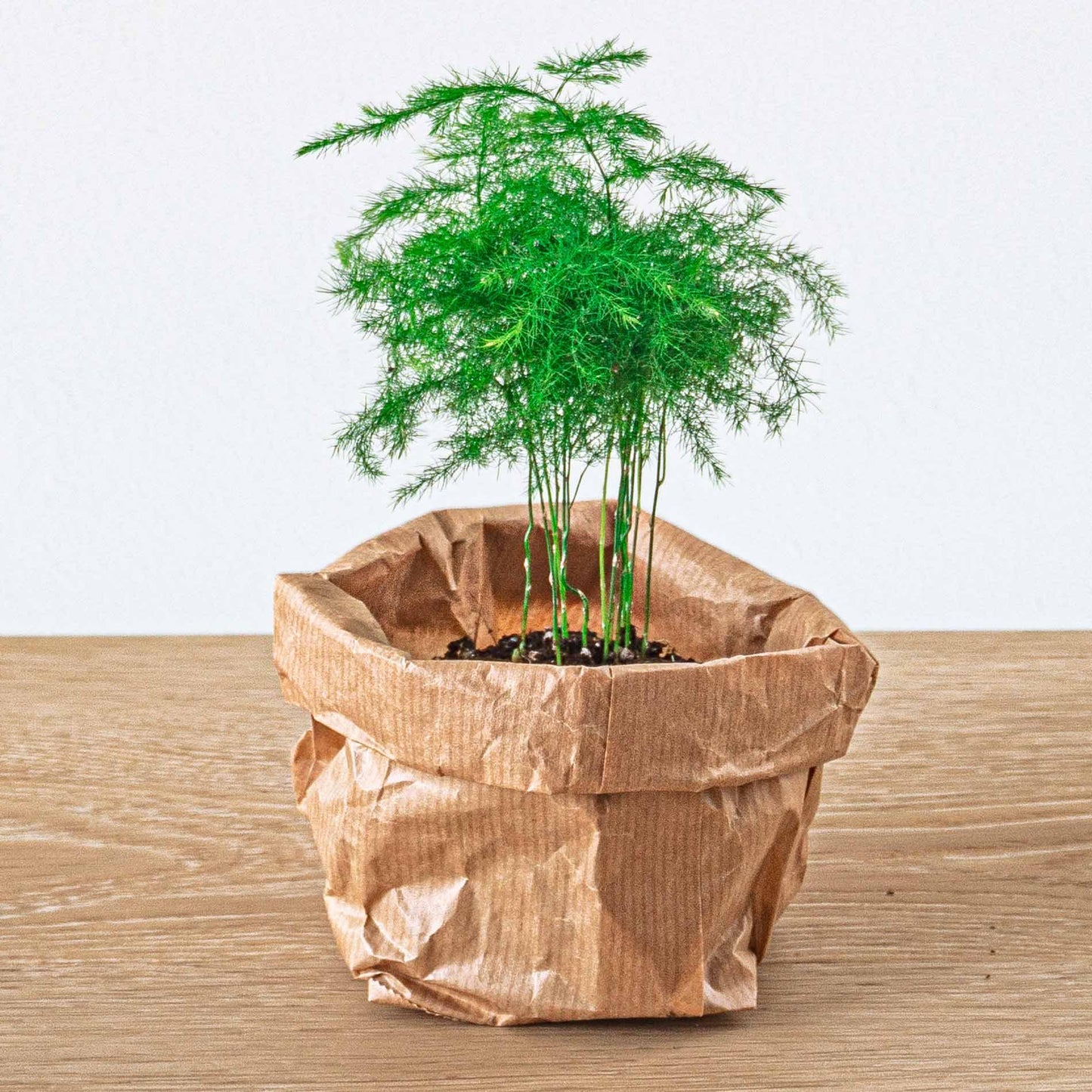 Pflanzen-Terrarium-Paket - Lancifolia - Bonsai - Asparagus - 5 Pflanzen - Nachfüllung & Starter-Set - DIY