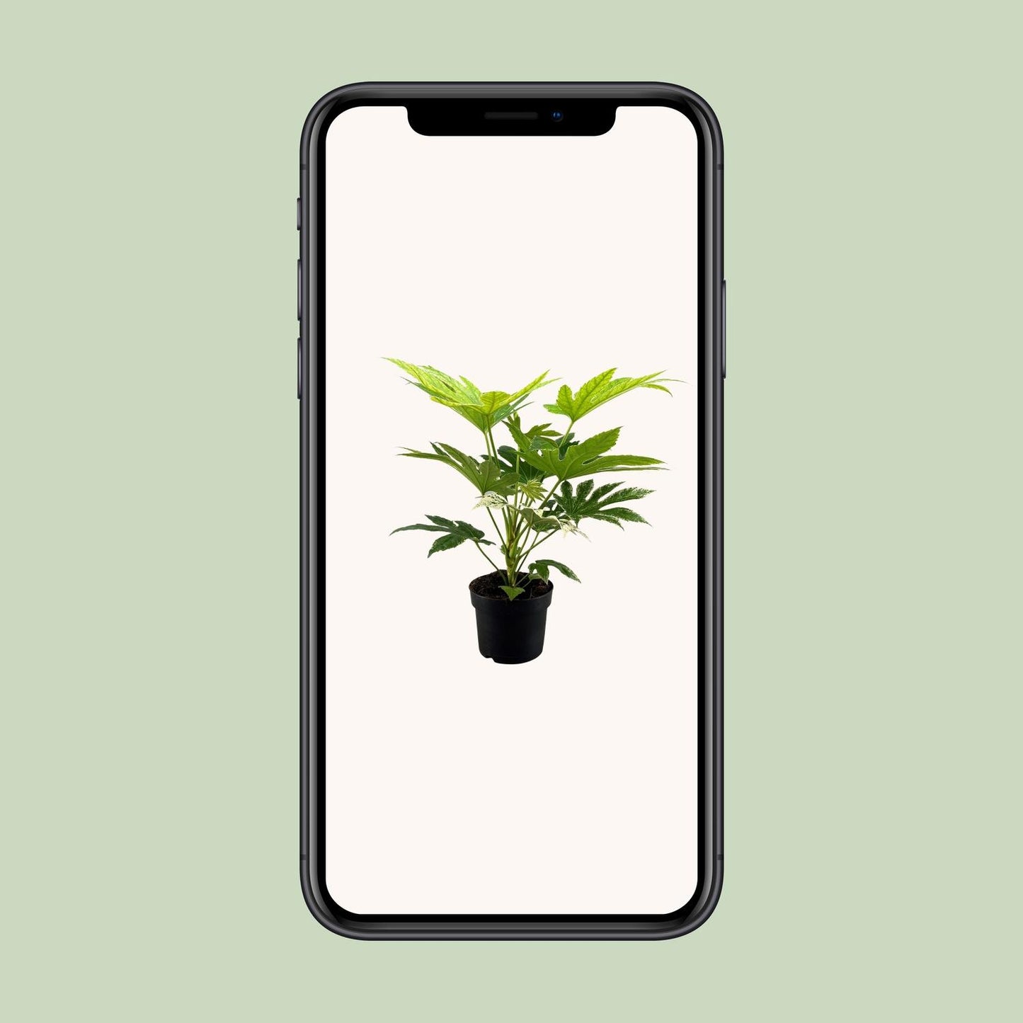 Fatsia Japonica Spider Web - Ø17 cm - ↕50 cm