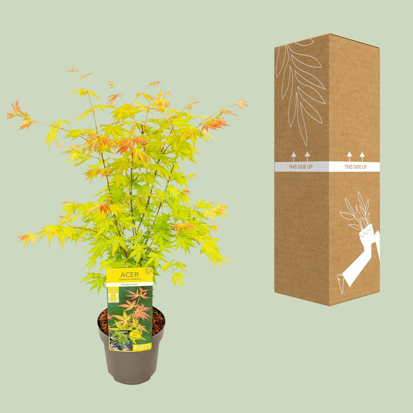 Acer palmatum Orange Dream