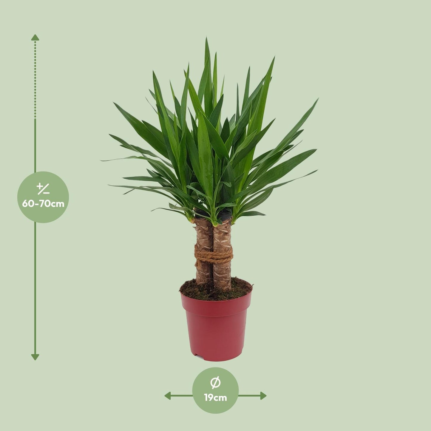 Yucca "Tres Cañas" 30 Stamm P19 - Ø19 cm - ↕70 cm