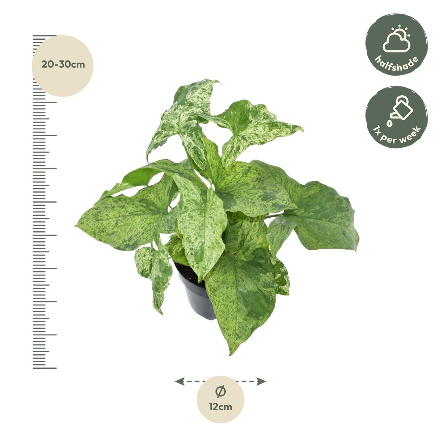 Syngonium Mottled - 25 cm - Ø12 cm