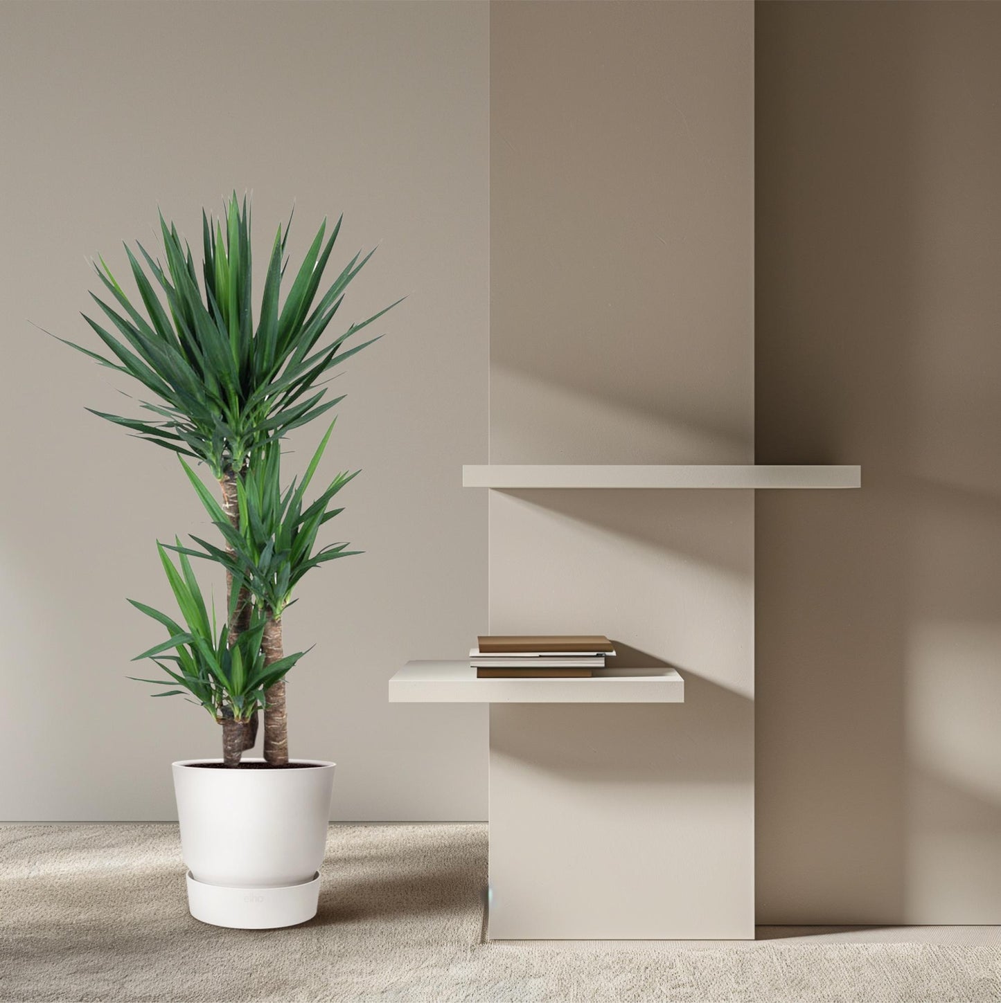 Yucca Elephantipe - 140 cm - Ø27 cm