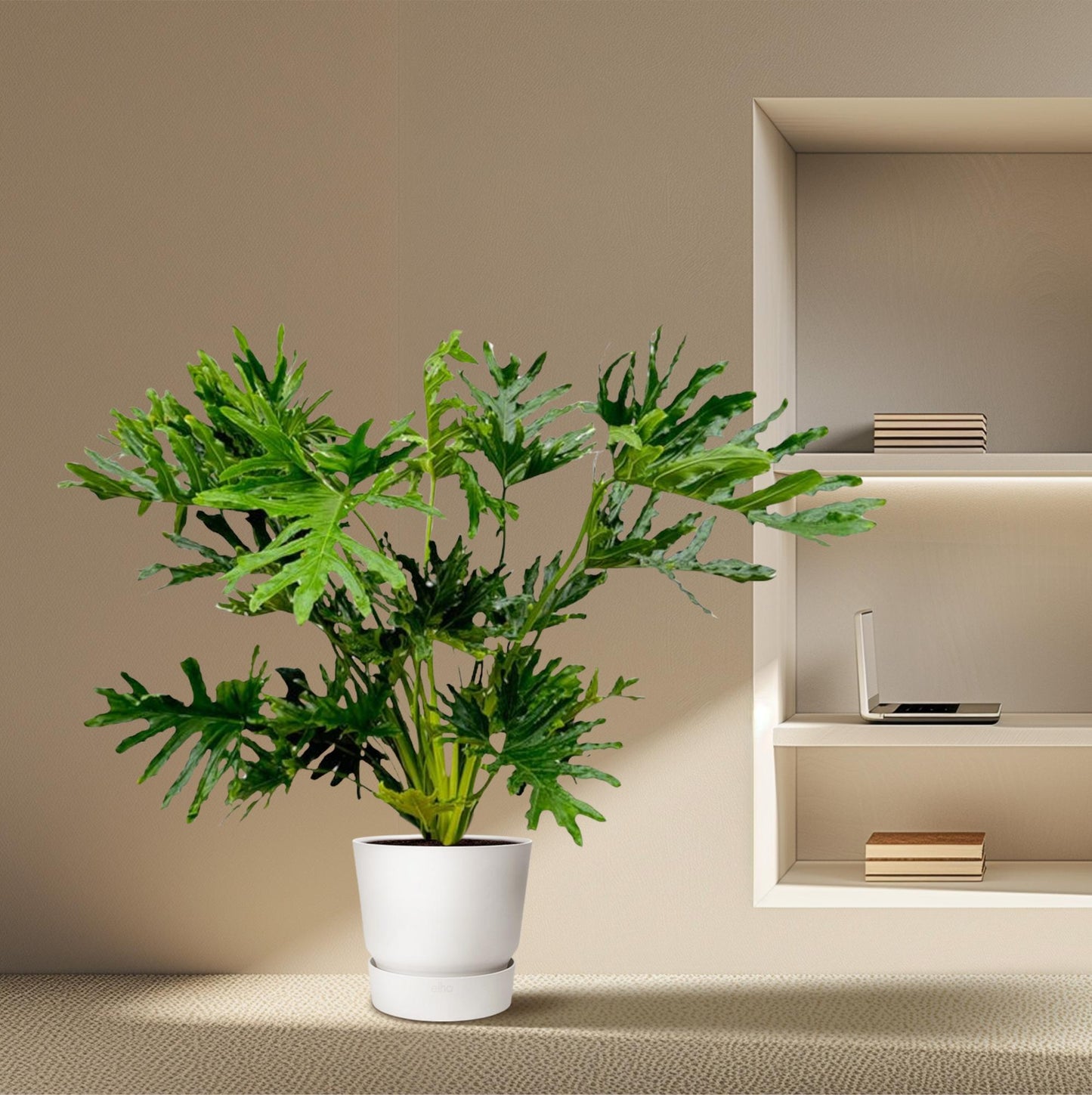Philodendron Selloum - 120 cm - Ø27 cm