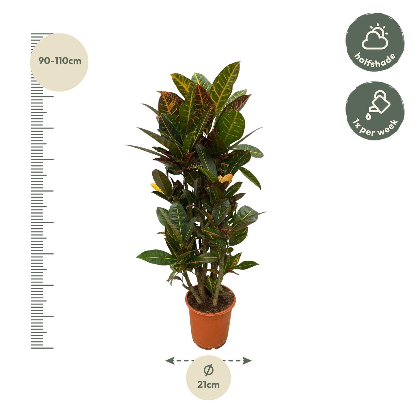 Codiaeum (Croton) Petra verzweigt - 100 cm - Ø21 cm
