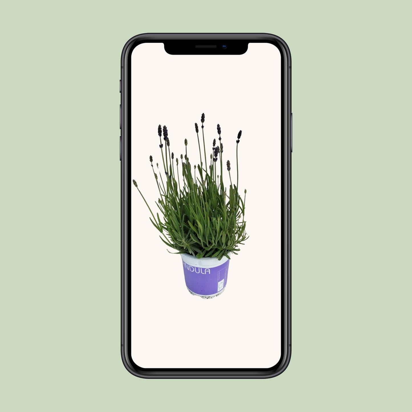Lavendel Lavandula Hidcote Blue - Ø12 cm - ↕20 cm