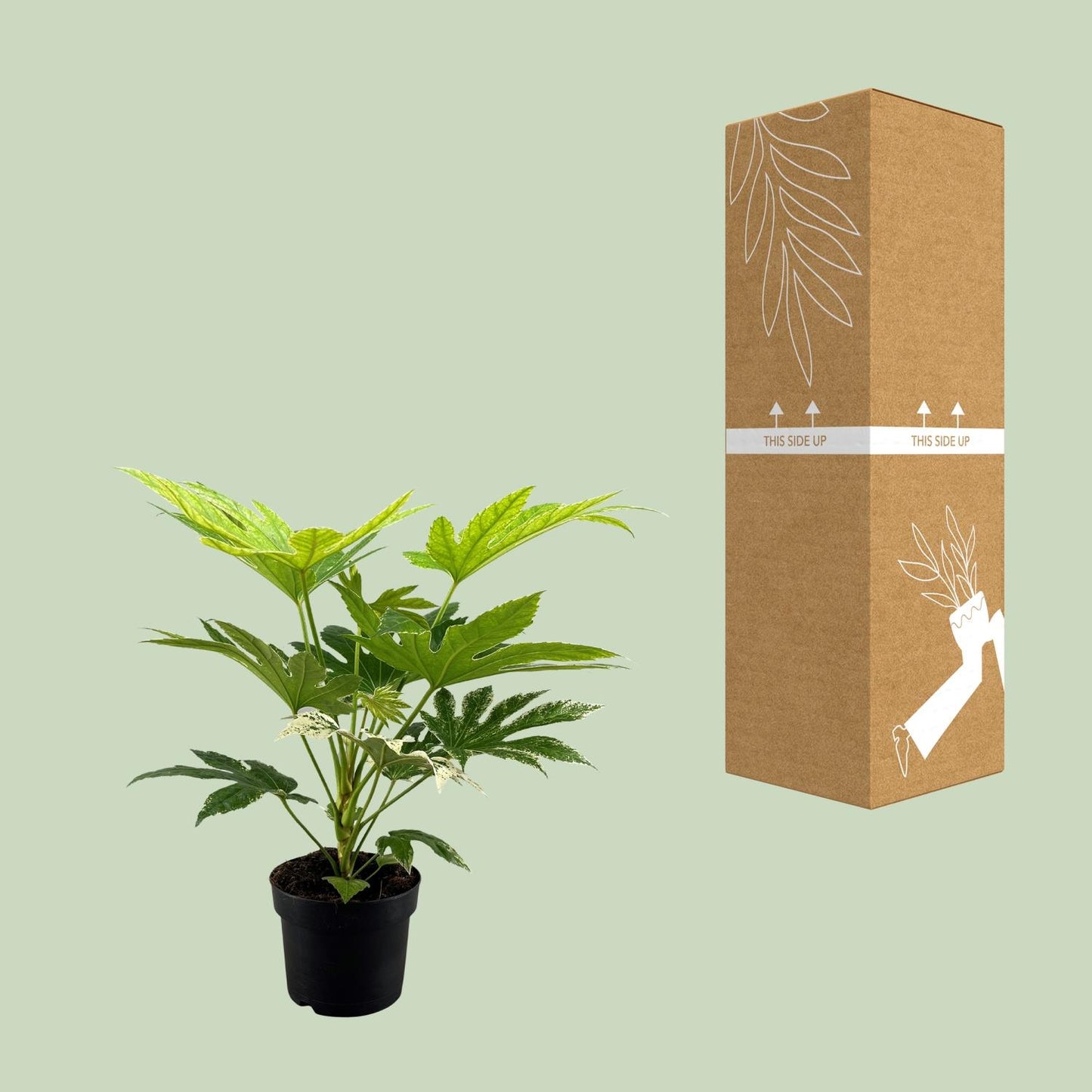 Fatsia Japonica Spider Web - Ø17 cm - ↕50 cm